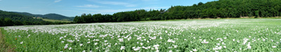 flowerfield-bw.jpg